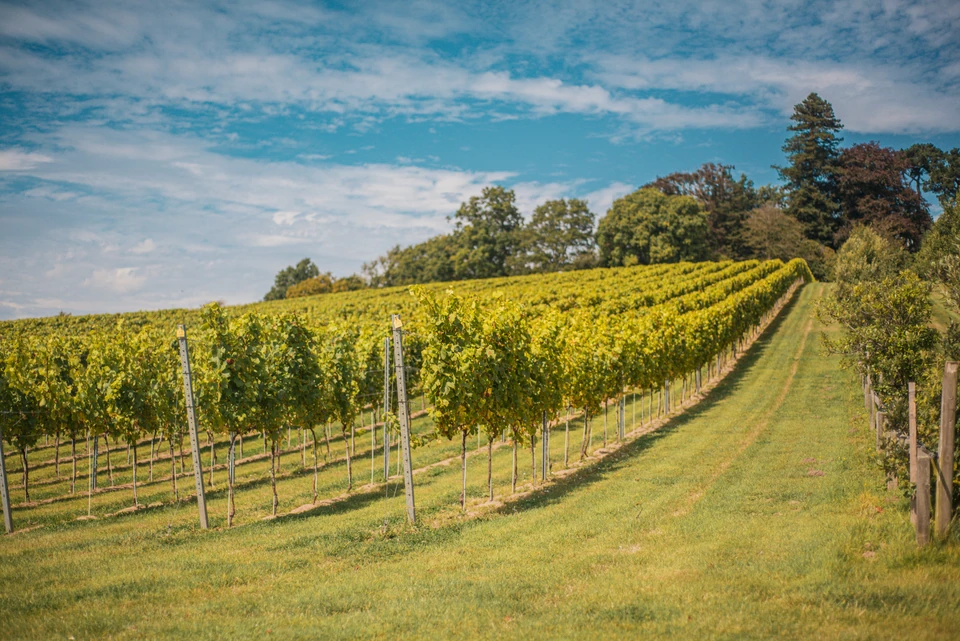 Rows of grapevines on a sunny Weyborne vineyard hillside