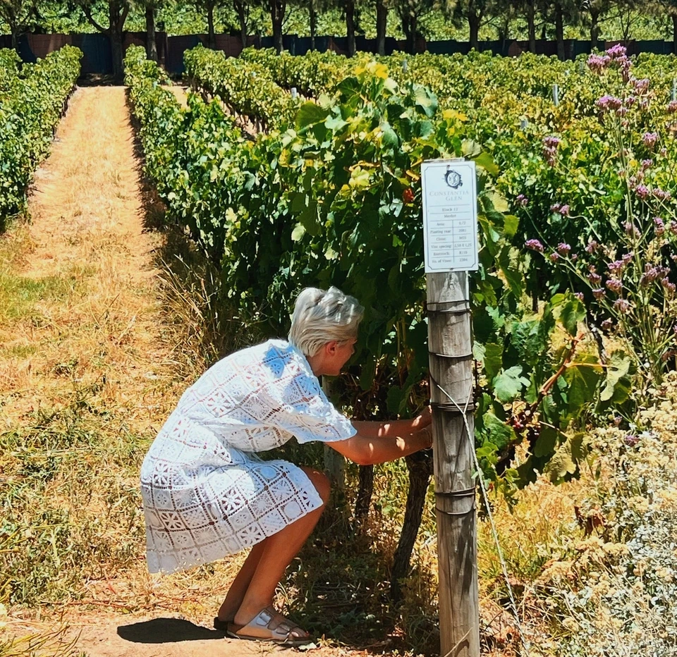 Visitor examining vines beside a Constantia Glen vineyard sign