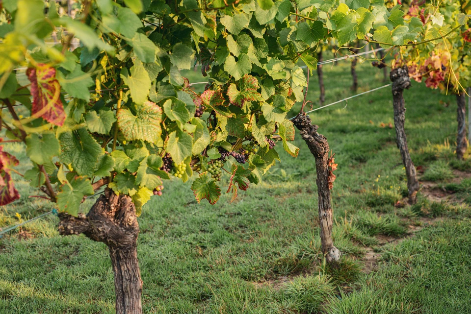 Ripening dark grapes among leafy vines in a vineyard