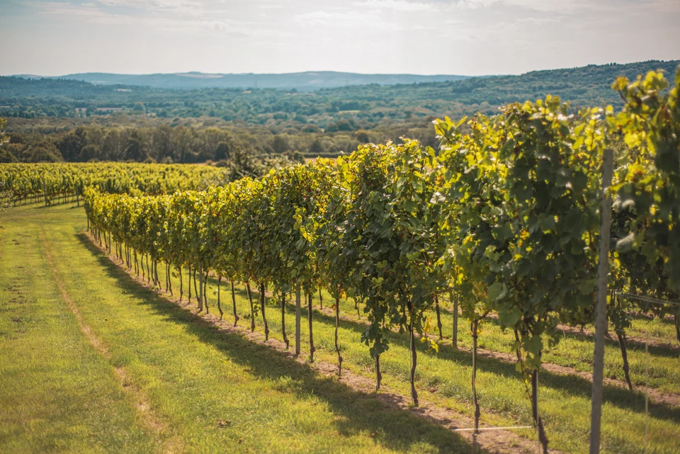 Sunlit rows of grapevines at Weyborne with wooded hills in the distance