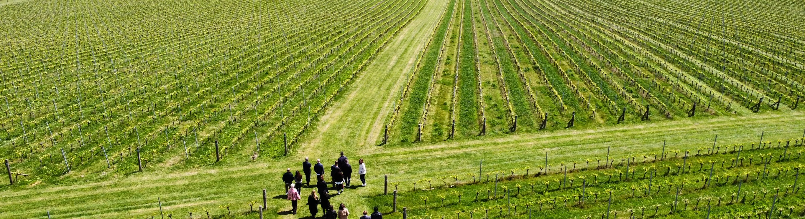 Vineyard rows at an English vineyard