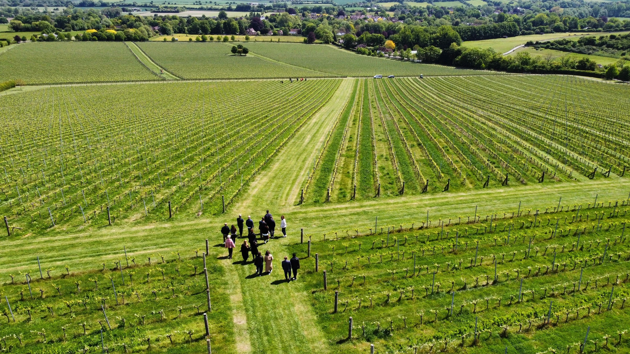 Vineyard rows under an open sky